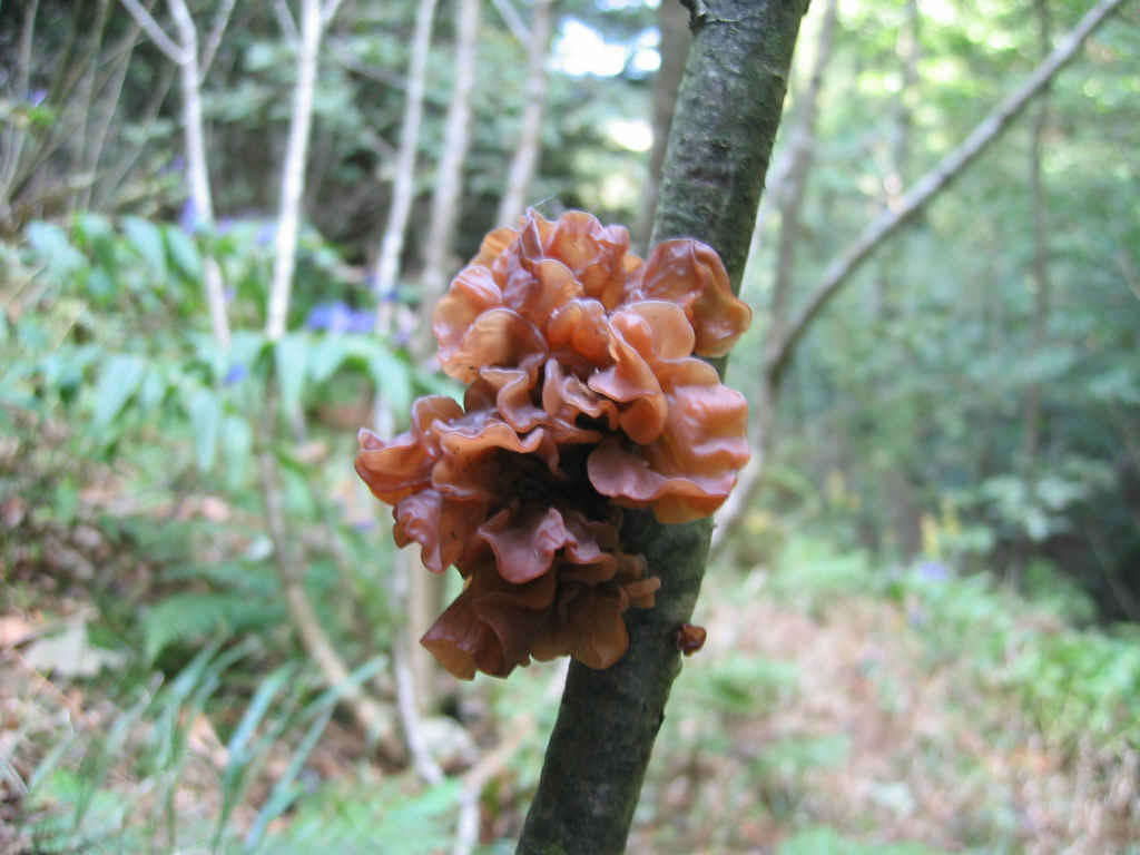 2005 :  Un anno di funghi